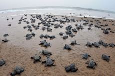 Turtles Beach   
